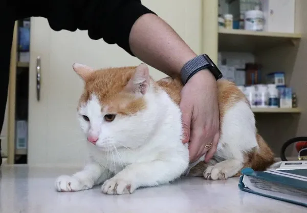 Znaleziono kota, Łódź, 13 marca 2024 (3/5)