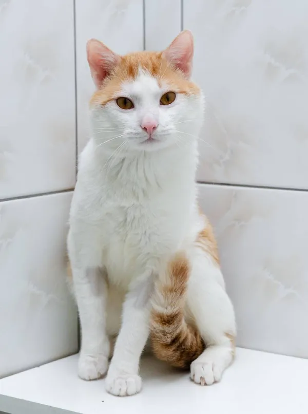 Znaleziono kota, Łódź, 13 marca 2024 (4/5)