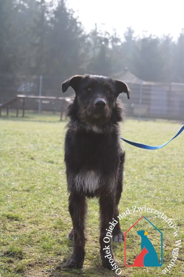 Pies do adopcji, Węgrowo, 13 marca 2024