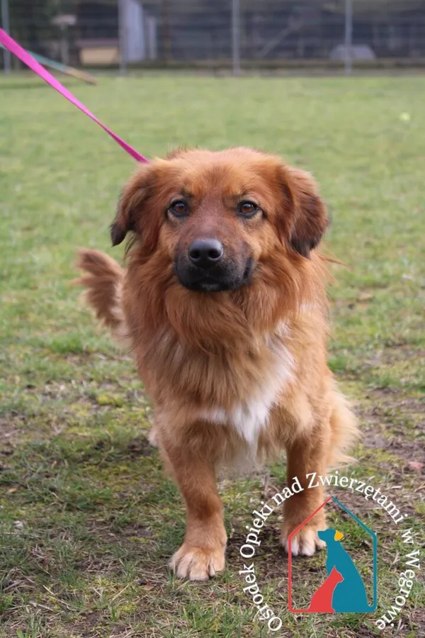 Pies do adopcji, Węgrowo, 13 marca 2024