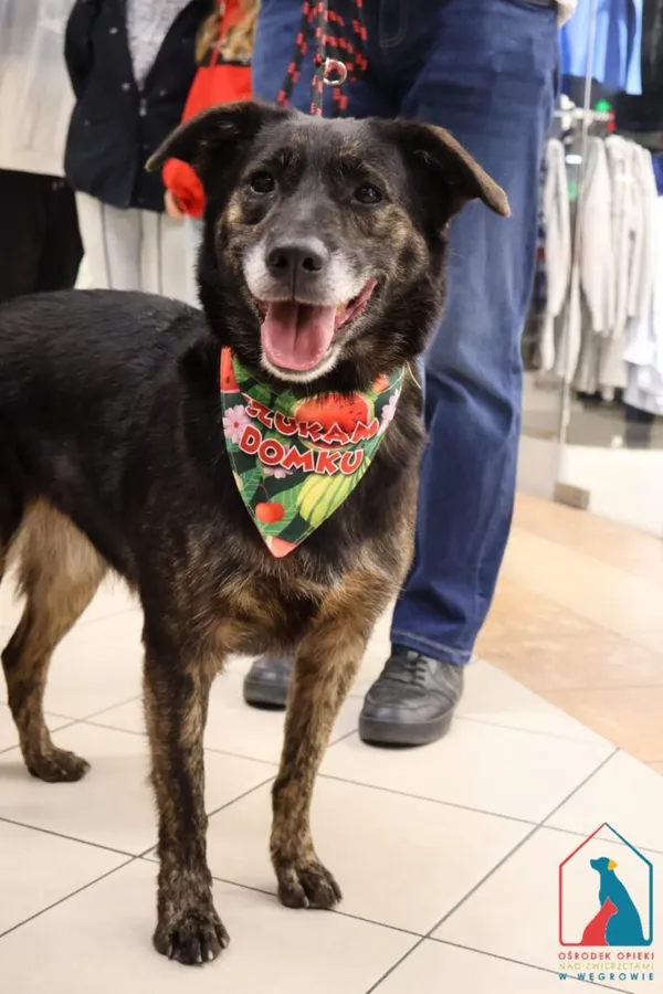 Pies do adopcji, Grudziądz, 14 lutego 2024 (3/5)