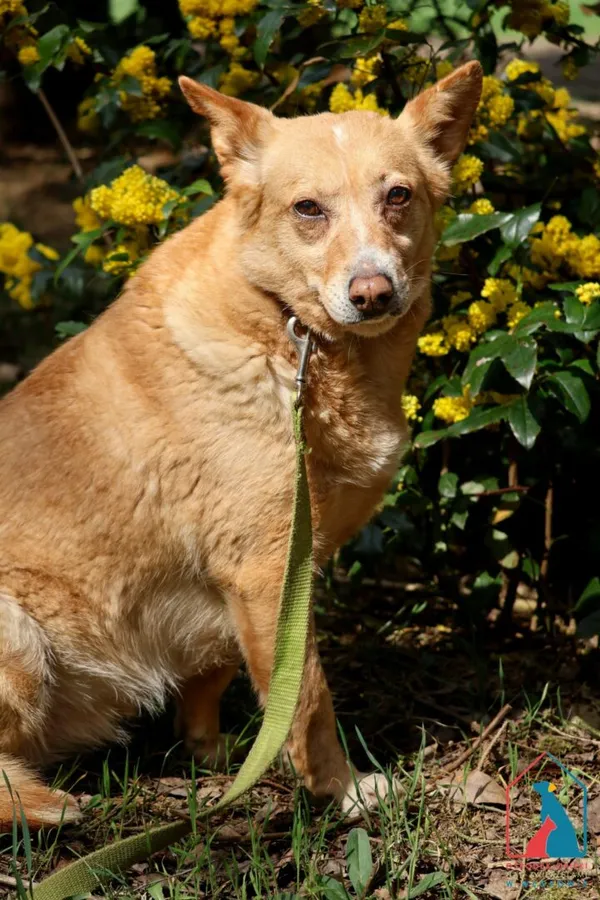 Pies do adopcji, Grudziądz, 9 lutego 2024 (1/5)