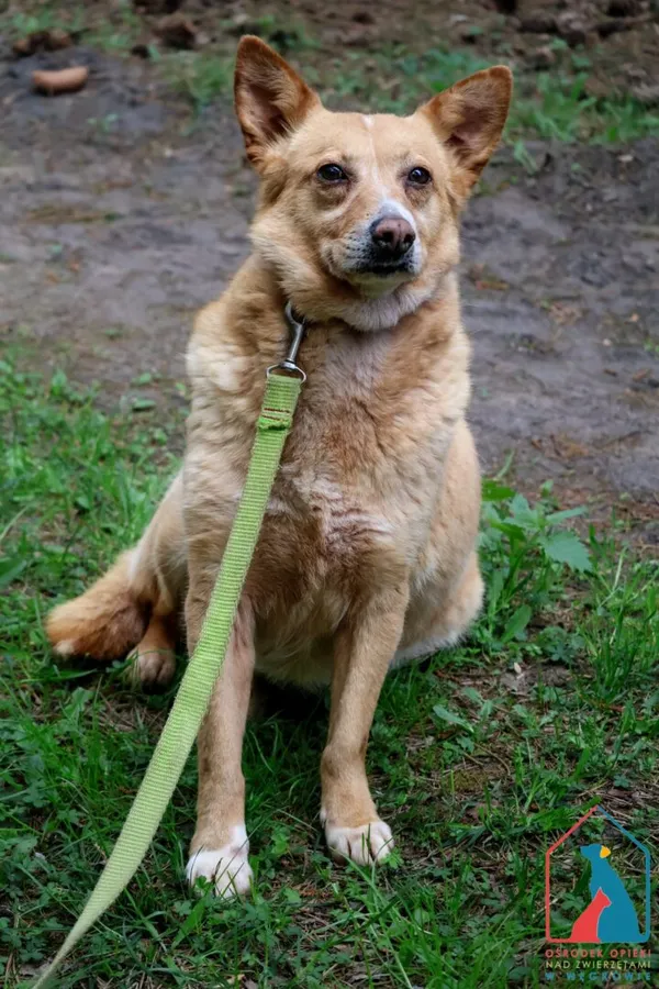 Pies do adopcji, Grudziądz, 9 lutego 2024 (3/5)