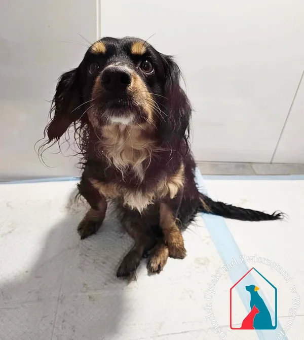 Pies do adopcji, Węgrowo, 5 lutego 2024 (1/5)