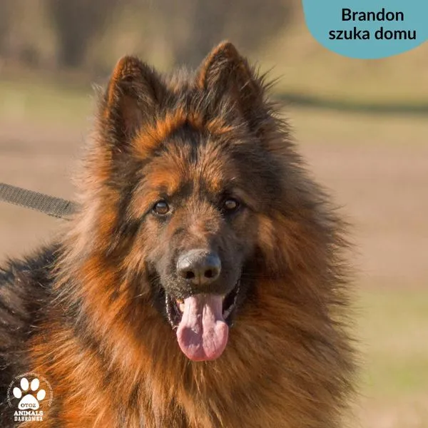 Pies do adopcji, Dąbrówka, 14 marca 2024 (1/5)