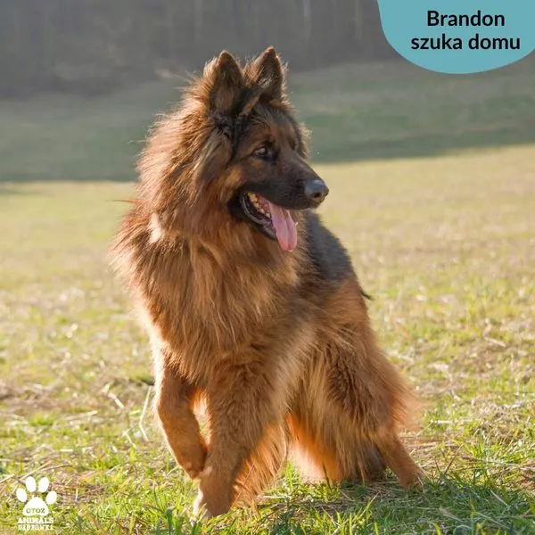 Pies do adopcji, Dąbrówka, 14 marca 2024 (3/5)