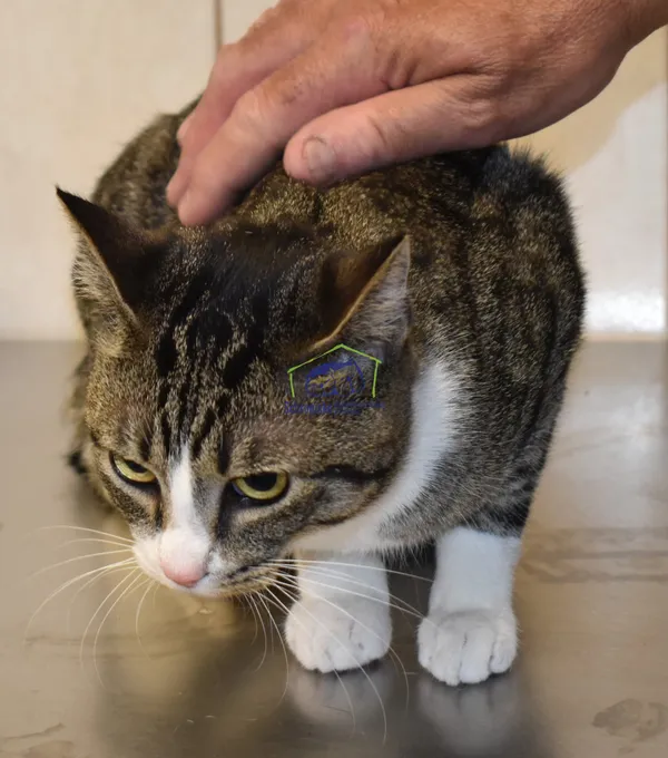 Kot do adopcji, Szczecin, 10 czerwca 2022