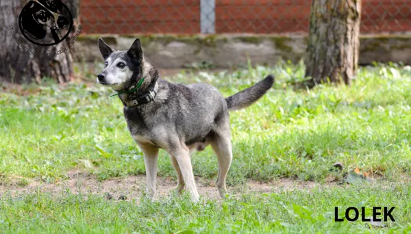 Pies do adopcji, Biała Podlaska, 22 lipca 2011 (1/2)