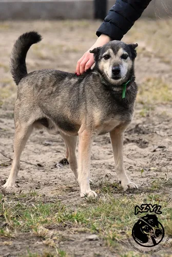 Pies do adopcji, Biała Podlaska, 22 lipca 2011 (2/2)