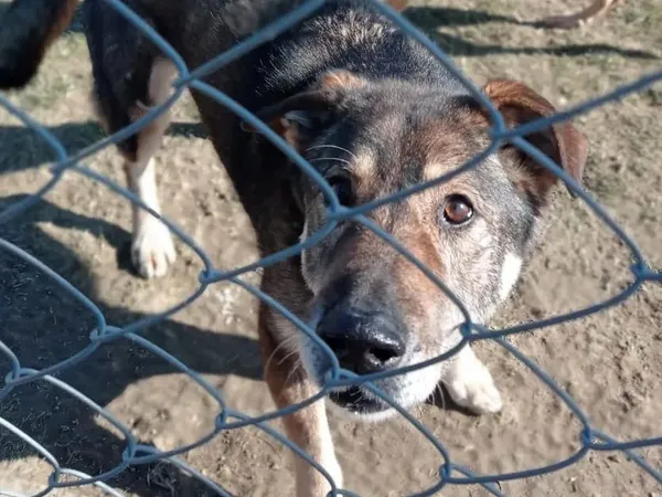 Pies do adopcji, Tatary, 7 lipca 2017 (1/3)