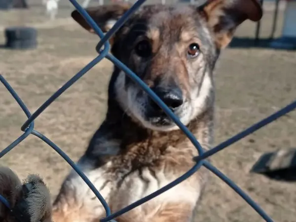 Pies do adopcji, Tatary, 7 lipca 2017 (3/3)