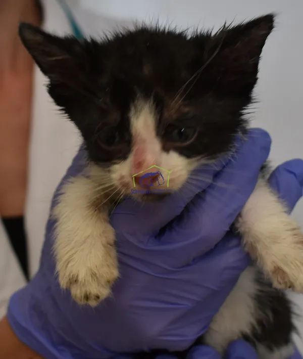 Kot do adopcji, Szczecin, 23 czerwca 2022