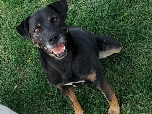 Pies do adopcji, Tatary, 2 lutego 2018