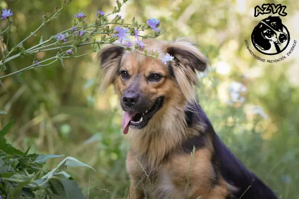 Pies do adopcji, Biała Podlaska, 14 grudnia 2019 (4/5)