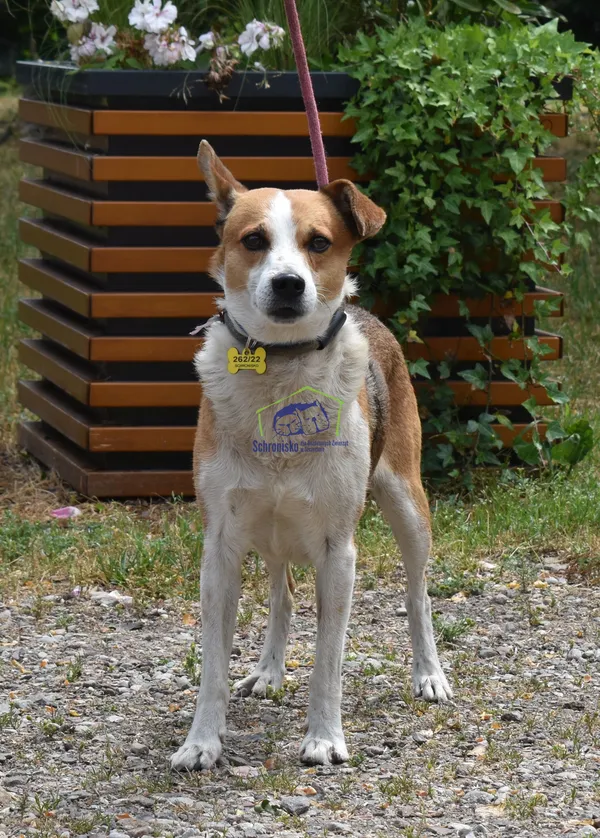 Pies do adopcji, Szczecin, 28 czerwca 2022