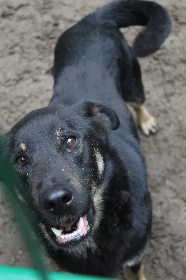 Pies do adopcji, Bełchatów, 18 sierpnia 2021 (3/5)