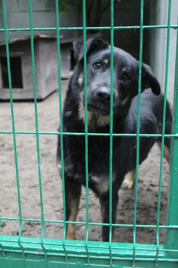 Pies do adopcji, Bełchatów, 18 sierpnia 2021 (5/5)
