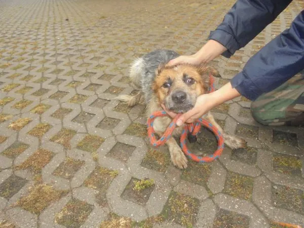 Znaleziono psa, Radom, 20 sierpnia 2017