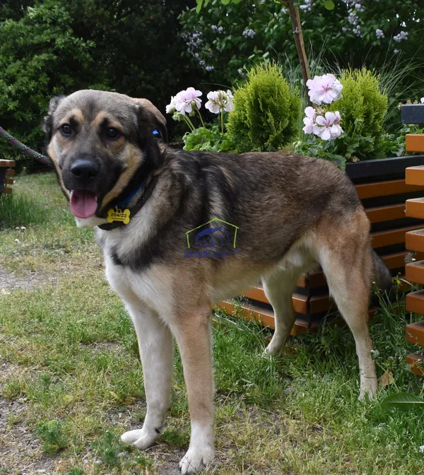 Pies do adopcji, Szczecin, 21 maja 2022