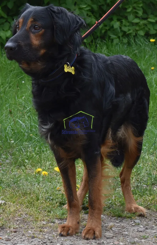 Pies do adopcji, Szczecin, 27 lipca 2022