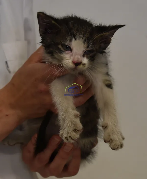 Kot do adopcji, Szczecin, 24 czerwca 2022