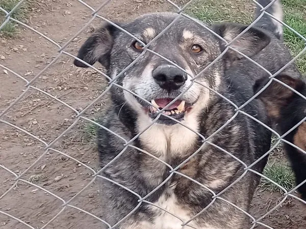 Pies do adopcji, Tatary, 8 lipca 2019 (3/4)