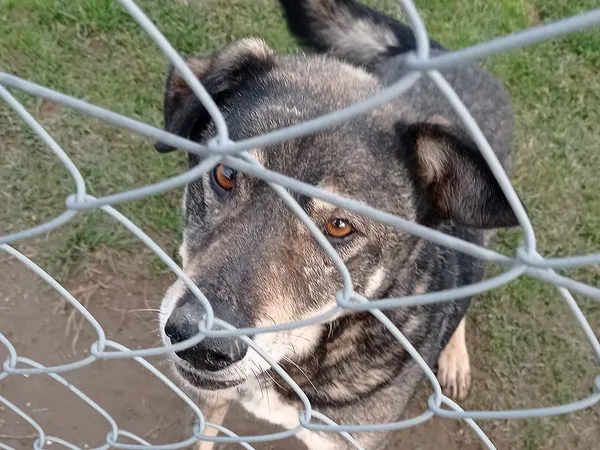 Pies do adopcji, Tatary, 8 lipca 2019 (4/4)