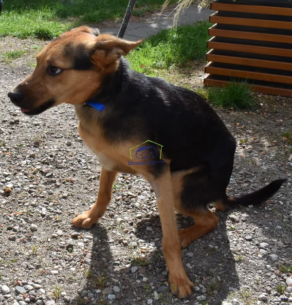 Pies do adopcji, Szczecin, 27 czerwca 2022 (1/2)