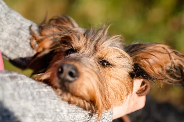 Oddam psa, Olsztyn, Pozorty, 15 marca 2024 (1/4)