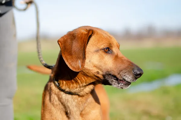 Oddam psa, Warszawa, Grochów, 15 marca 2024 (2/4)