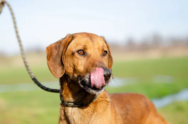 Oddam psa, Warszawa, Grochów, 15 marca 2024 (4/4)