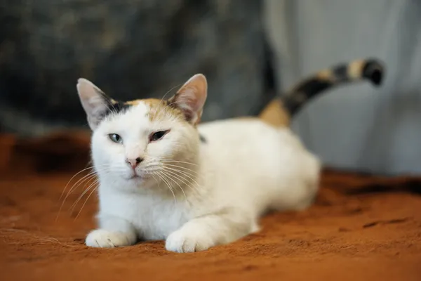 Znaleziono kota, Sosnowiec, 14 marca 2024 (2/5)