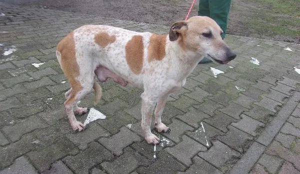 Pies do adopcji, Brodnica, 15 marca 2024