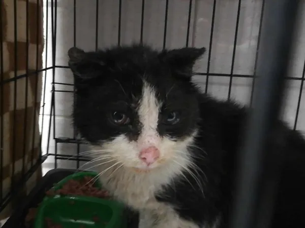 Znaleziono kota, Sosnowiec, 14 marca 2024