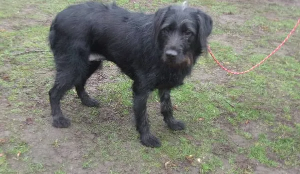 Pies do adopcji, Brodnica, 15 marca 2024