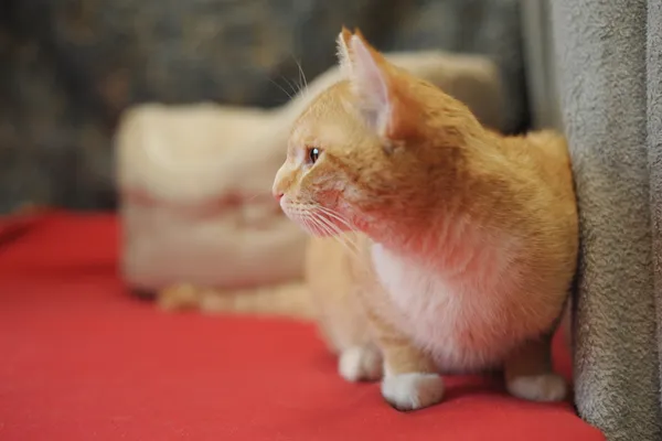 Znaleziono kota, Sosnowiec, 14 marca 2024 (4/5)