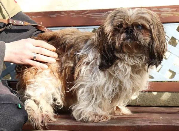 Znaleziono psa, Łódź, 15 marca 2024 (1/3)