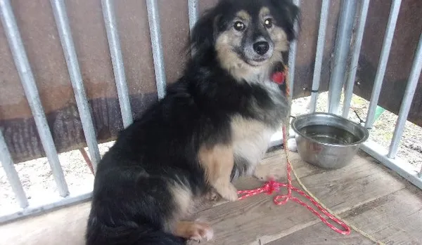 Pies do adopcji, Brodnica, 15 marca 2024