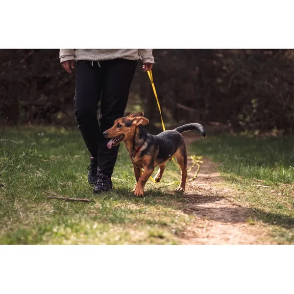 Znaleziono psa, Białystok, 14 marca 2024 (1/5)