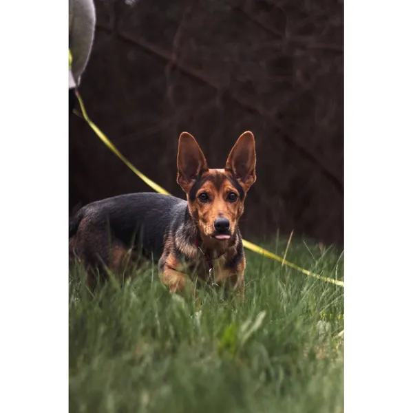 Znaleziono psa, Białystok, 14 marca 2024 (3/5)