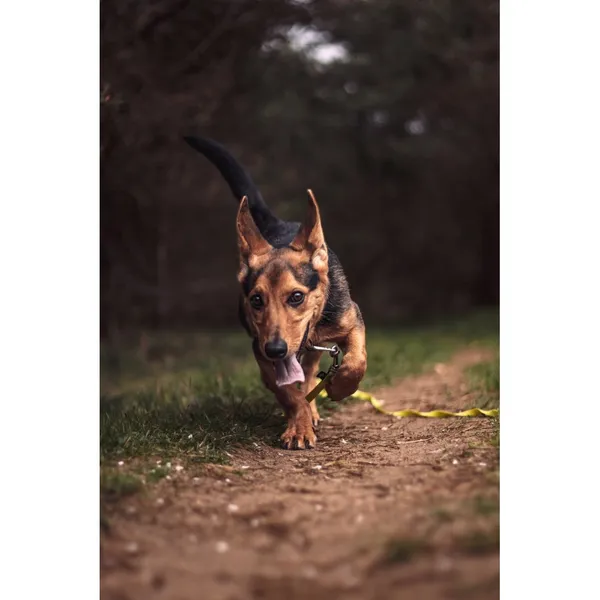 Znaleziono psa, Białystok, 14 marca 2024 (5/5)