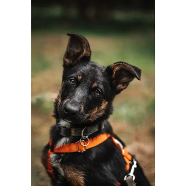 Znaleziono psa, Białystok, 15 marca 2024 (1/4)