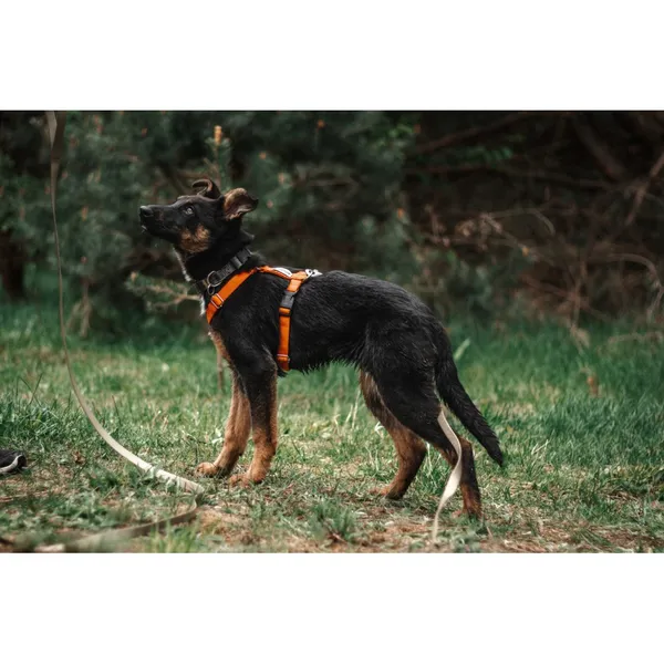 Znaleziono psa, Białystok, 15 marca 2024 (2/4)