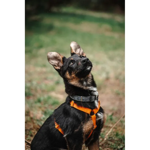 Znaleziono psa, Białystok, 15 marca 2024 (3/4)