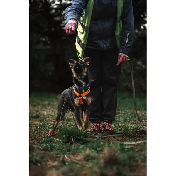 Znaleziono psa, Białystok, 15 marca 2024 (4/4)