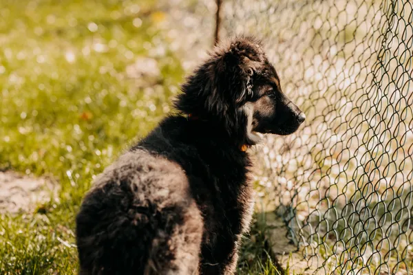 Pies do adopcji, Czartki, 15 marca 2024 (2/5)