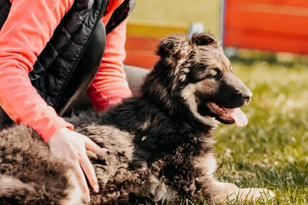 Pies do adopcji, Czartki, 15 marca 2024 (4/5)