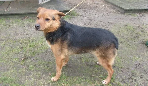 Pies do adopcji, Brodnica, 15 marca 2024