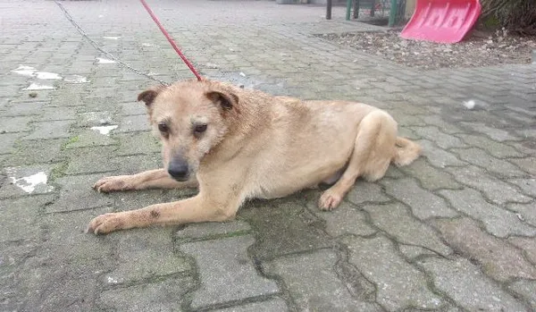 Pies do adopcji, Brodnica, 15 marca 2024