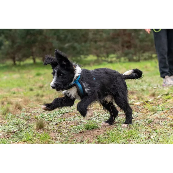 Znaleziono psa, Białystok, 15 marca 2024 (1/4)